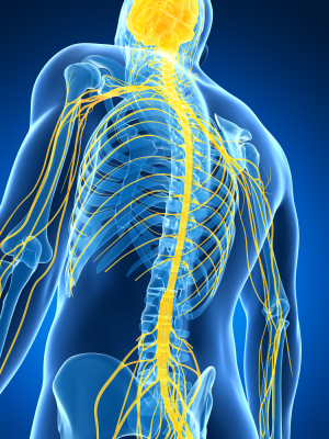 3d rendered illustration of the male nerve system - Motor Impairment