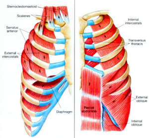 breathing-muscles - Motor Impairment